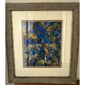 Professionally Framed And Matted Aspen Photograph 16.5 X 18.5 in Barnwood Frame